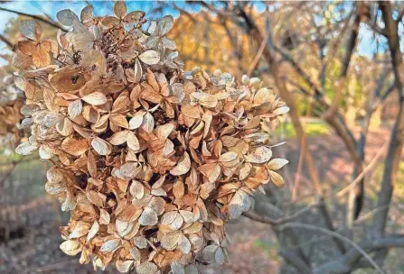  ?? AP ?? Dried hydrangea flowers cover the winter landscape in Oyster Bay, N.Y.