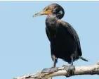  ?? WILSON HUM PHOTO ?? Watch for Double-crested Cormorants resting or feeding along rivers, lakes and even storm water ponds.