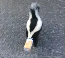  ??  ?? Josh Gordon, a custodian at John Young Elementary School in Kanata, took a video of the skunk he freed from the juice box on its head.