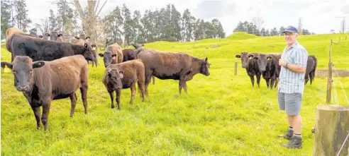  ?? Photos / Donna Russell ?? Malcom Collier, president of the New Zealand Wagyu Breeders Associatio­n has moved to Northland.