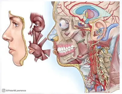  ?? © Peter M. Lawrence. All rights reserved. ?? Below: Head and neck anatomy.