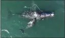  ?? THE ASSOCIATED PRESS ?? The federal government hasn't done enough to protect a rare species of whale from lethal entangleme­nt in lobster fishing gear, and new rules are needed to protect the species from extinction, a judge ruled on Friday.