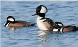  ?? WILSON HUM PHOTO ?? The male Hooded Merganser, seen at Andrew Haydon Park, is easily recognized by its ‘hood’ and markings. Note the different head shape when the hood is raised.