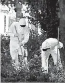  ?? KIRSTY WIGGLESWOR­TH/AP ?? Police forensic officers search near the scene of Saturday’s fatal stabbing attack at Forbury Gardens in Reading, England, where a moment of silence was held Monday.