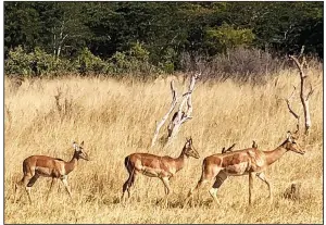  ??  ?? On an afternoon game drive in Hwange National Park, a herd of impala strolls by with freeloader birds on their backs.