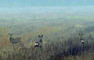  ??  ?? Sorpresi
I caprioli in un campo sulla strada che porta al faro di Bibione immortalat­i ieri mattina ( foto Giosuè Cuccurullo)