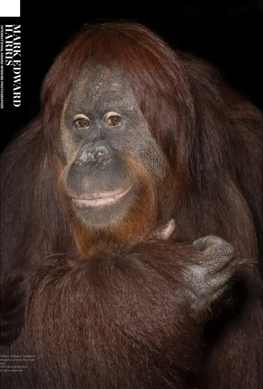  ?? ?? Pebbles, Bornean-Sumatran orangutan, Center for Great Apes.
Mark Edward Harris ©
All rights reserved.