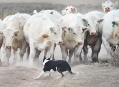  ??  ?? Two-year-old border collie Slik makes a quick move in front of the herd of Charolais cattle. Bob Wagner breeds and trains border collies who herd cattle. Kathryn Scott Osler, The Denver Post