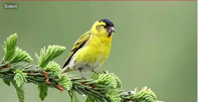  ?? ?? Siskin