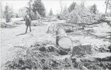  ?? DAVID BEBEE, RECORD STAFF WATERLOO REGION RECORD ?? Barbara Morgan, of the Kitchener Horticultu­ral Society, walks through the damage at Rockway Gardens Monday. The popular site lost eight mostly mature spruce trees aged 60 to 80 years old, blown down Friday.