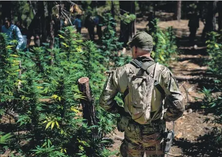  ?? Kent Nishimura Los Angeles Times ?? AN ILLEGAL marijuana grow site in Sierra Nevada contained about 6,000 plants and traces of the pesticide carbofuran, officials said.