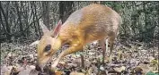  ?? Global Wildlife Conservati­on ?? THE SILVER-BACKED chevrotain, or Vietnamese mouse deer, is seen in an image captured in June 2018.