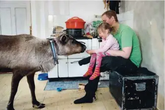  ??  ?? ←Utenfor Arjeplog. Eila(3) sitter på pappa Dan-Erik Fjellmans fang og mater tamreinen Vaggi, som har tatt en tur innom kjøkkenet.