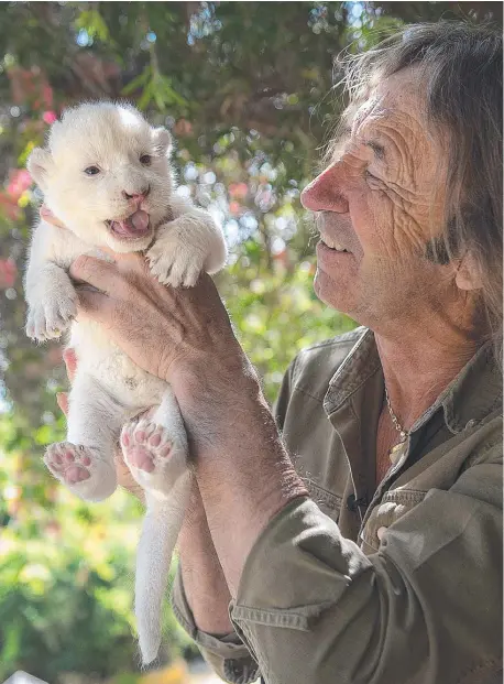  ??  ?? Spanish zoo director Juan Luis Malpartida with little White King, an albino lion cub rejected by his mother. Picture: AFP