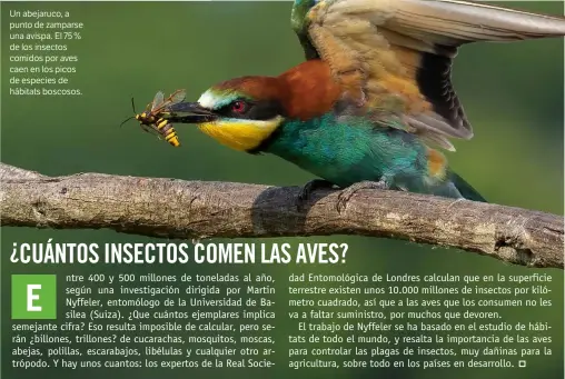  ??  ?? Un abejaruco, a punto de zamparse una avispa. El 75 % de los insectos comidos por aves caen en los picos de especies de hábitats boscosos.