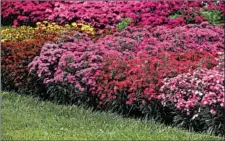  ?? BALL HORTICULTU­RAL ?? Rockin’ dianthus comes in four colors, including a riveting red.