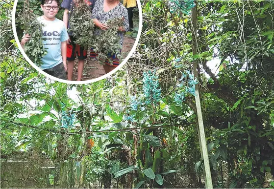  ??  ?? Morris also grows the jade vine which is endemic to the Philippine­s. (Inset) Gigi Morris with her two sons.