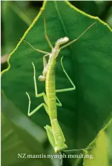  ??  ?? NZ mantis nymph moulting.