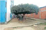  ?? ?? La víctima estaba sentada debajo de un árbol cuando le dispararon.