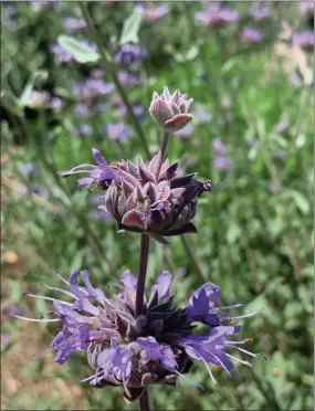  ?? ?? Salvia Clevelandi­i Winifred Gilman.