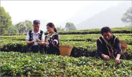  ?? ?? Farmers in Yunnan province pick tea leaves to make Pu’er, a variety of fermented tea.