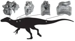  ?? (PA) ?? Four bones of the new dinosaur and where they are thought to have come from