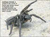  ??  ?? SURPRISE FINIDNG: A protein in the venom of funnel web spiders found in Australia could possibly minimise the effects of brain damage after a stroke