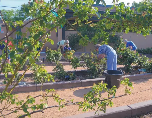  ?? GREG SORBER/JOURNAL ?? Members of the Albuquerqu­e Rose Society snip spent blooms off rose bushes at the Albuquerqu­e Rose Garden. Removing the blooms, or deadheadin­g, will encourage another cycle of blooms.