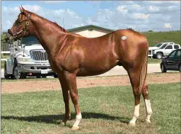  ?? MARY RAMPELLINI ?? Lullaby Bling brought $100,000 at the Texas Thoroughbr­ed Associatio­n yearling auction in 2017.