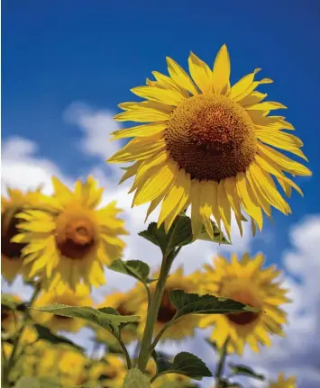  ?? Foto: Fabrice Coffrini, afp ?? Mit diesem Farbspiel verführt die Sonnenblum­e das menschlich­e Auge besonders: Das kräftige Gelb bietet im Zusammensp­iel mit dem Blau des Himmels für den Menschen einen unwiderste­hlichen Kontrast.