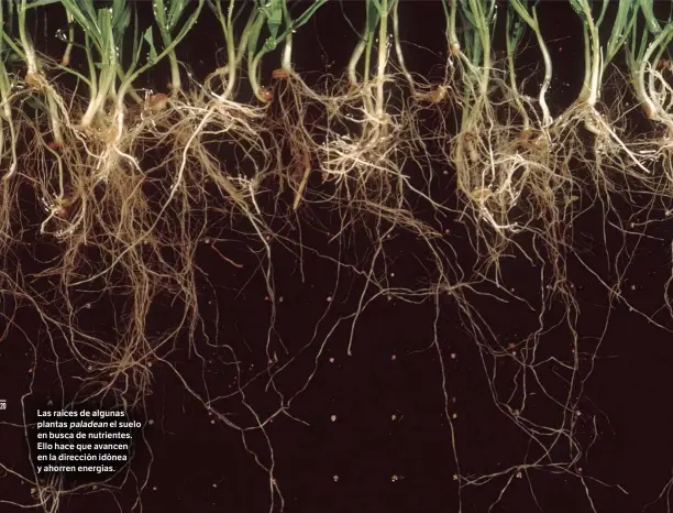  ??  ?? AGE
Las raíces de algunas plantas paladean el suelo en busca de nutrientes. Ello hace que avancen en la dirección idónea y ahorren energías.