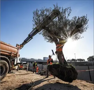  ?? (Photo DR/Alain Tendéro) ?? Plusieurs arbres ont déjà été replantés dans le secteur de la Bigue, à La Valette.