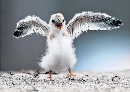  ?? JOHN MCCALL/SOUTH FLORIDA SUN SENTINEL PHOTOS ?? A baby least tern flaps its wings near its nest on Deerfield Beach on Wednesday. A large section of the beach has been closed off for the birds.