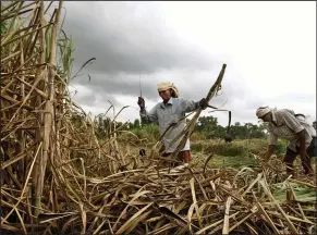  ?? (AP) ?? Indian farmers harvest sugar cane in their field near Mandya about 69 miles southwest of Bangalore, India, in this file photo.