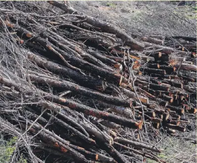  ?? Foto: Ángel García ?? Nach Rückschnit­t-Aktionen im Wald kann man gut etwas Feuerholz sammeln.