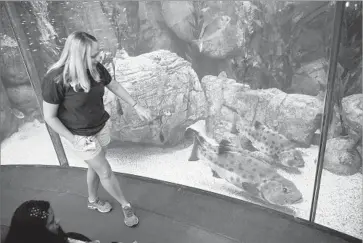  ?? Allen J. Schaben Los Angeles Times ?? NICOLE LEIER, senior aquarist at the Aquarium of the Pacific in Long Beach, looks at the giant sea bass that are the parents of a 1-inch-long juvenile she has been raising in a smaller enclosure.