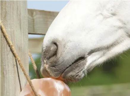  ??  ?? Horses will self-regulate their salt needs via a salt lick. This is preferable to adding salt to their feed, which could lead to excessive strain on the kidneys.