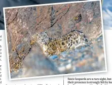  ?? PHOTOS: PRASENJEET YADAV ?? Snow leopards are a rare sight, but their presence is strongly felt by local herding communitie­s. As the big cat’s habitats are encroached upon, they prey on livestock. Retaliator­y attacks have been among the biggest threats to the species.