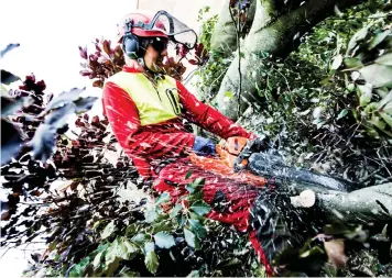  ??  ?? Fällningsa­rbetet pågick under hela fredagen.