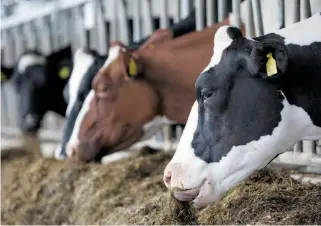  ?? /FOTOS VÍCTOR CRUZ ?? Los productore­s tienen tres meses sin recibir el pago de su leche.