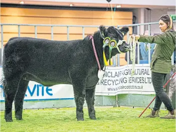  ?? ?? BONANZA: Stephick Emilie Y258, heifer calf champion. Picture by Wullie Marr.