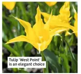  ??  ?? Tulip 'West Point' is an elegant choice