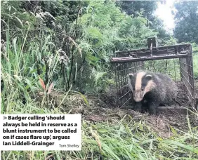  ?? Tom Shelley ?? > Badger culling ‘should always be held in reserve as a blunt instrument to be called on if cases flare up’, argues Ian Liddell-Grainger