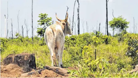  ?? FOTO: IMAGO IMAGES ?? In Brasilien wird der Amazonas-Regenwald abgeholzt, um Flächen für die Vieh- und Sojaproduk­tion zu schaffen.