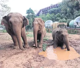  ??  ?? The elephants enjoyed themselves in and around the pond.