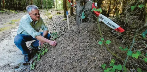  ?? Fotos: Marcus Merk ?? Franz Bürger aus Nordendorf ist der Vorsitzend­e der Ameisensch­utzwarte Bayern. Im Wald zwischen Ehgatten und Streitheim hat er vier Ameisenhüg­el gesichert, die er im nächsten Frühjahr umsiedeln wird.
