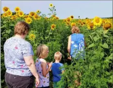  ?? BARRY TAGLIEBER — FOR MEDIANEWS GROUP ?? Families enjoy walking through the vast field of Sunflowers off Route 23 in Elverson.