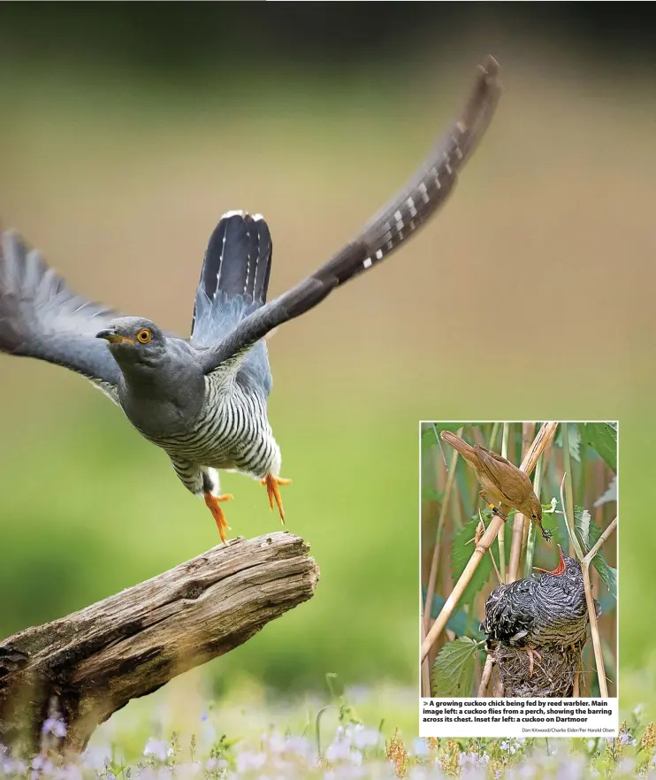  ?? Dan Kitwood/Charlie Elder/Per Harald Olsen ?? > A growing cuckoo chick being fed by reed warbler. Main image left: a cuckoo flies from a perch, showing the barring across its chest. Inset far left: a cuckoo on Dartmoor