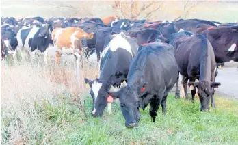  ?? Photo / NZME ?? New rules around winter grazing are due to become effective from November 1 this year.