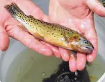  ?? T.S. LAST/JOURNAL ?? A conservati­on organizati­on sued the U.S. Fish and Wildlife Service on Friday because the federal agency has denied Endangered Species Act protection to the Rio Grande cutthroat trout, the New Mexico state fish, which is pictured here.